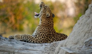 Itinéraire Voyage de Noces : Léopard qui baille au Parc National de Chobe.