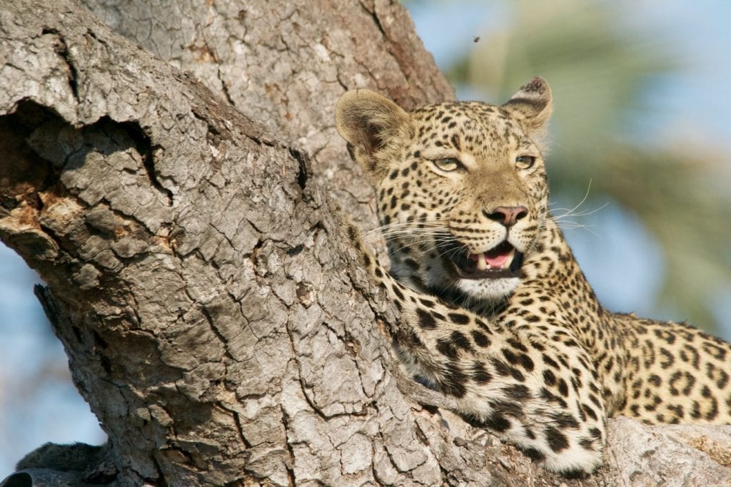 Luipaard op zijn tak in het hart van Chobe National Park, Botswana.