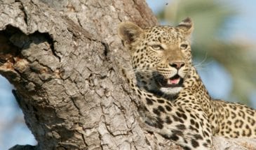 Léopard sur sa branche au coeur de Chobe National Park, Botswana.