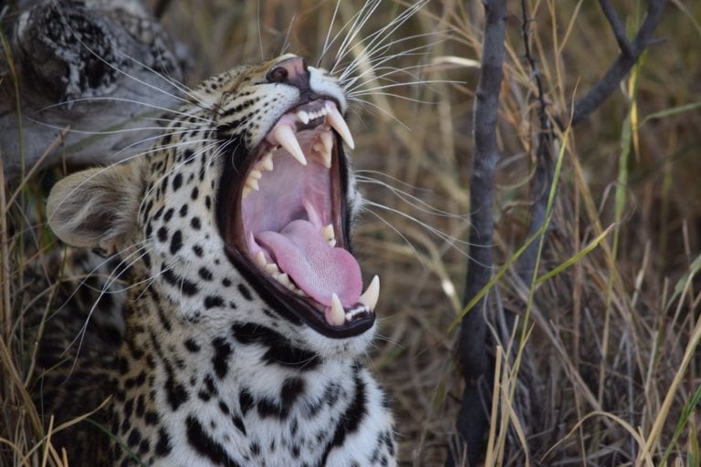 Léopard ouvrant grand la geule pour bailler au Botswana.