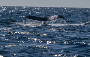 South Africa: Whale watching at Hermanus