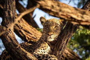 The difference between leopard, cheetah and jaguar explained