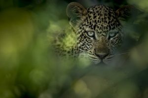 The difference between a private reserve and a national park