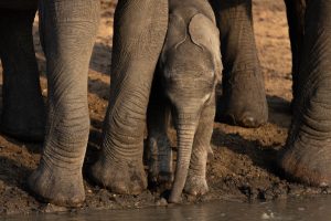 Point sur les vaccins et paludisme en Afrique du Sud