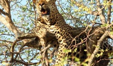 Léopard et Safari Big 5 - Itinéraire Voyage Mozambique Kruger Afrique du Sud - SATravellers