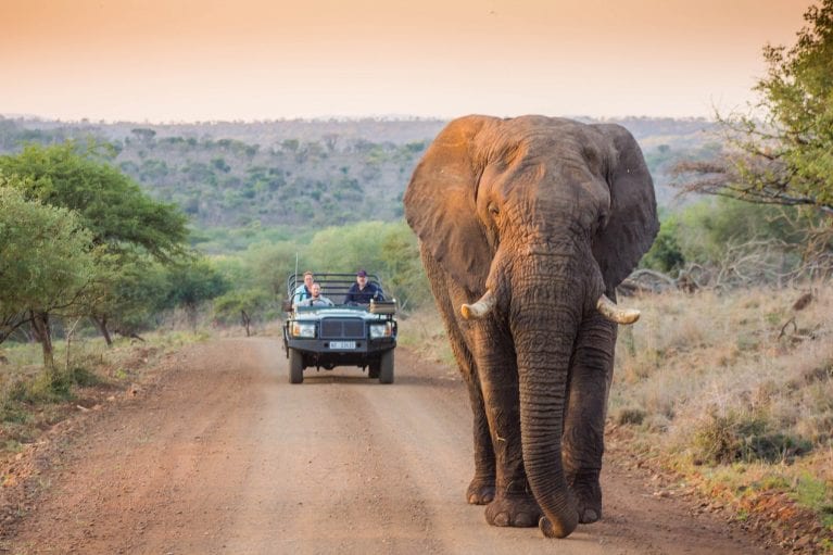 Parc National Kruger - Itinéraire Voyage Mozambique Kruger Afrique du Sud - SATravellers