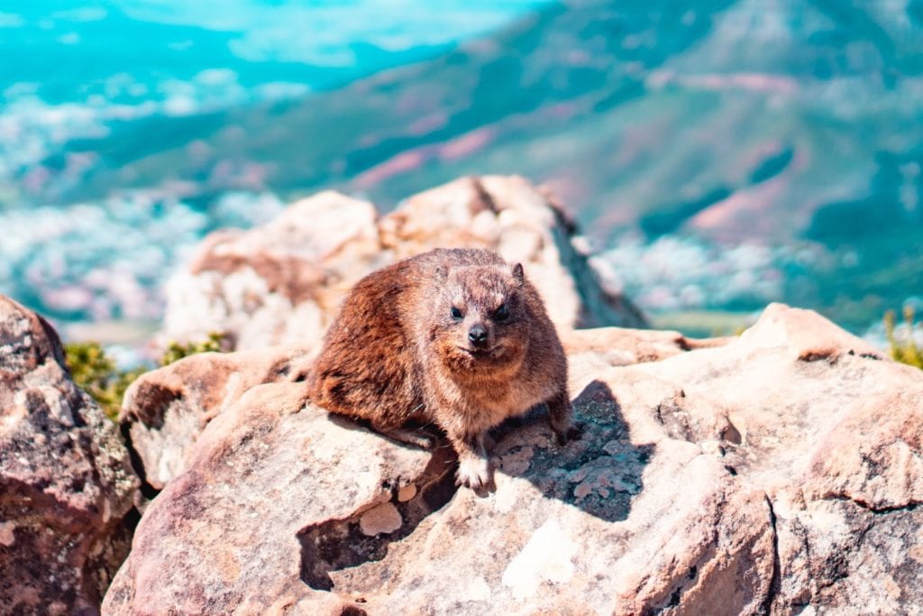 Un dassie sur Table Mountain en Afrique du Sud - Photo de l'article : Table Mountain cable Car ou randonnées