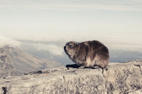 Un dassie, mascotte de Table Mountain