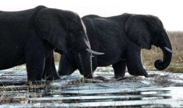 Rencontre avec les éléphants dans la rivière Boteti - Voyage safari au Botswana en famille - SATravellers
