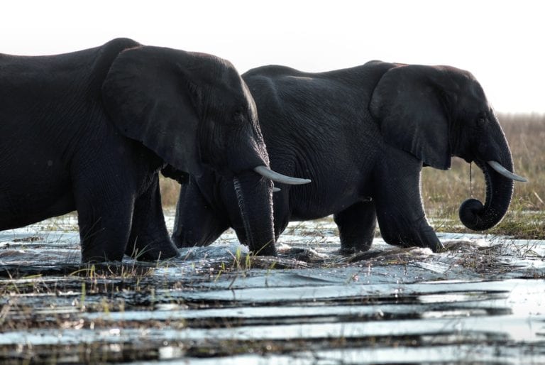 Rencontre avec les éléphants dans la rivière Boteti - Voyage safari au Botswana en famille - SATravellers