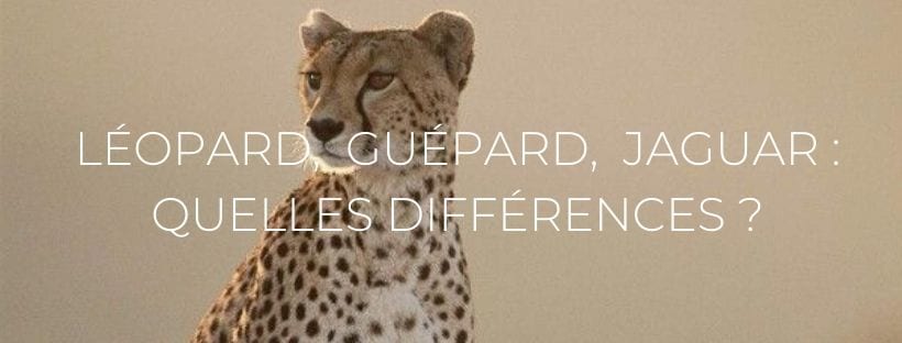 Header ; Léopard, Guépard, Jaguar : quelles différences ?