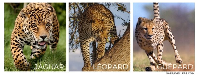 difference entre puma et jaguar