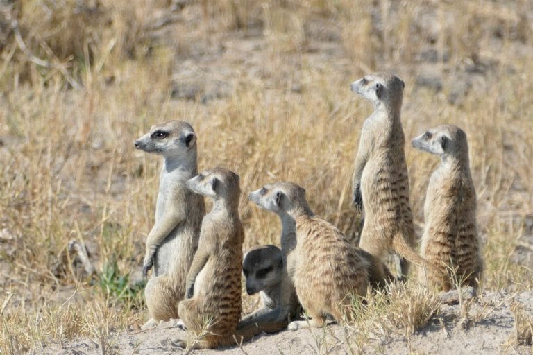 Les suricates de Makgadikgadi - Voyage safari au Botswana en famille - SATravellers