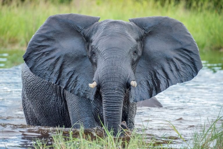 Rencontre avec les éléphants dans la rivière Boteti - Voyage safari au Botswana en famille - SATravellers