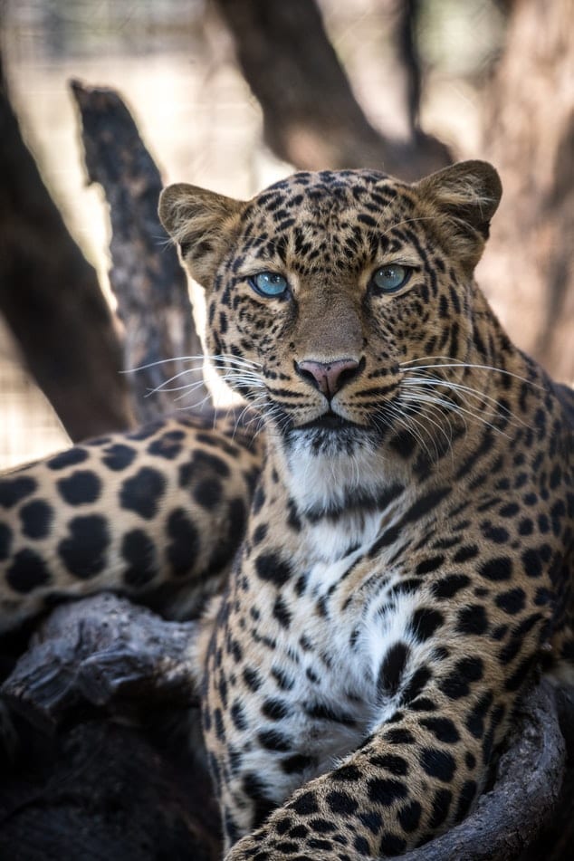La Difference Entre Leopard Guepard Et Jaguar Expliquee South African Travellers