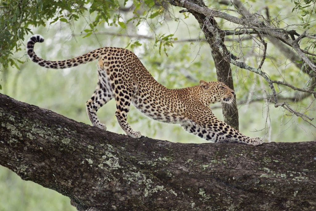 léopard-quelle-différence-entre-jaguar-léopard-guépard1