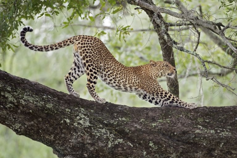 Observation des léopards en safari Big 5 en Afrique du Sud.