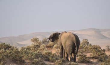 Un éléphant dans le désert du Damaraland en Namibie