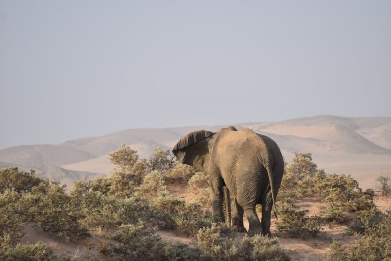Un éléphant dans le désert du Damaraland en Namibie