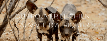 Petit chien sauvage d'afrique
