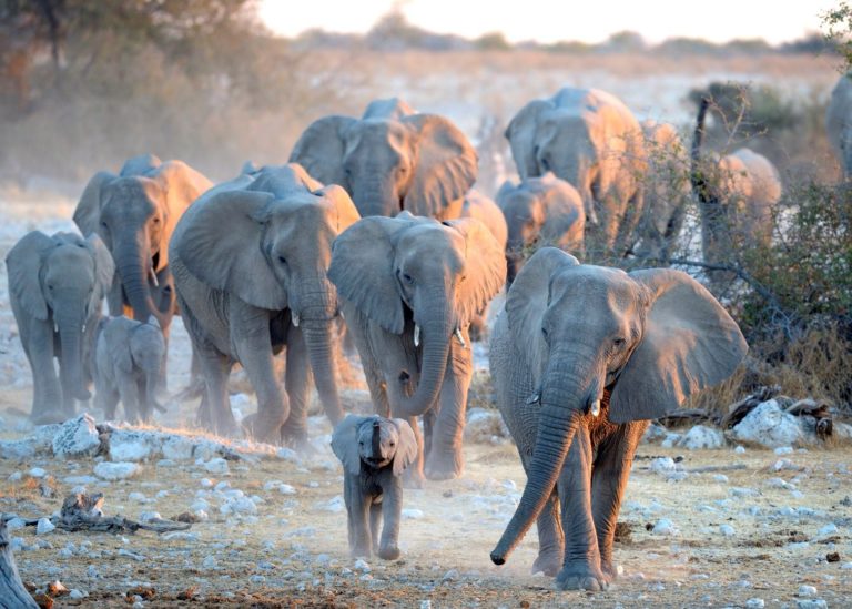 Famille d'éléphants à Etosha