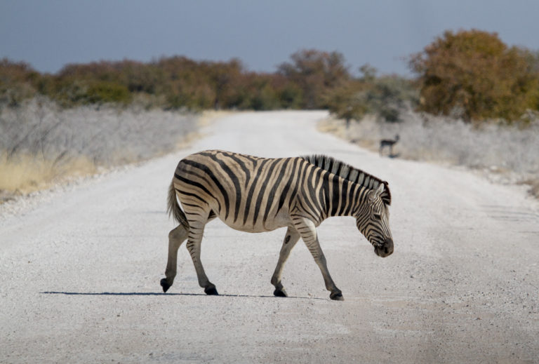 zèbre-etosha-itinéraire-namibie-hors-des-sentiers-battus zèbre-etosha-itinéraire-namibie-hors-des-sentiers-battus