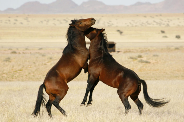 cedarberg-klein-aus-vista-desert-horse-inn-desert-horse-inn cedarberg-klein-aus-vista-desert-horse-inn-desert-horse-inn