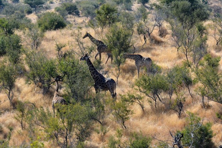 daan-viljoen-game-park-itinéraire-namibie-hors-des-sentiers-battus daan-viljoen-game-park-itinéraire-namibie-hors-des-sentiers-battus