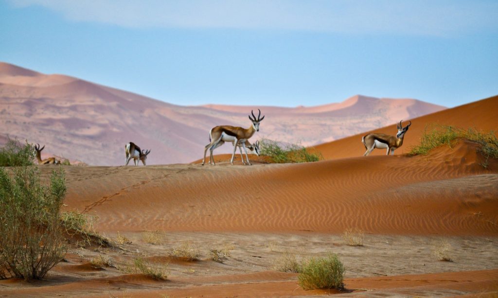 quand-partir-en-namibie