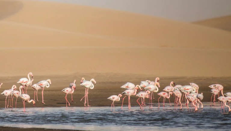 walvis-bay-itinéraire-incontournable-namibie walvis-bay-itinéraire-incontournable-namibie