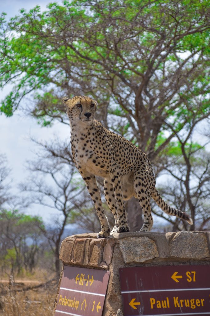 cheetah-kruger