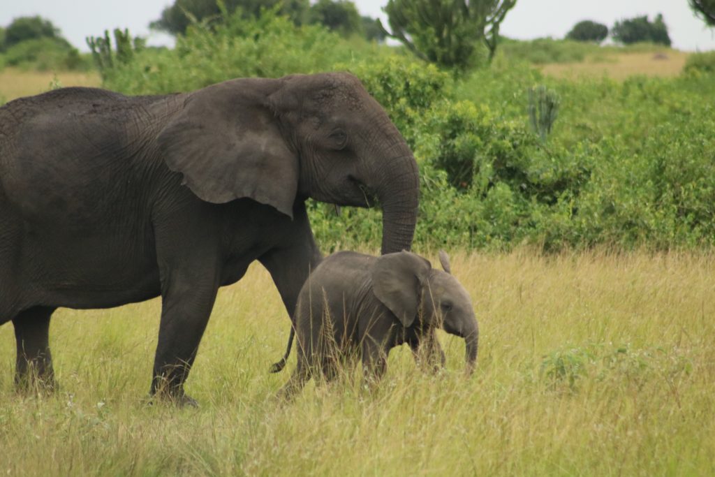 elephant-big5