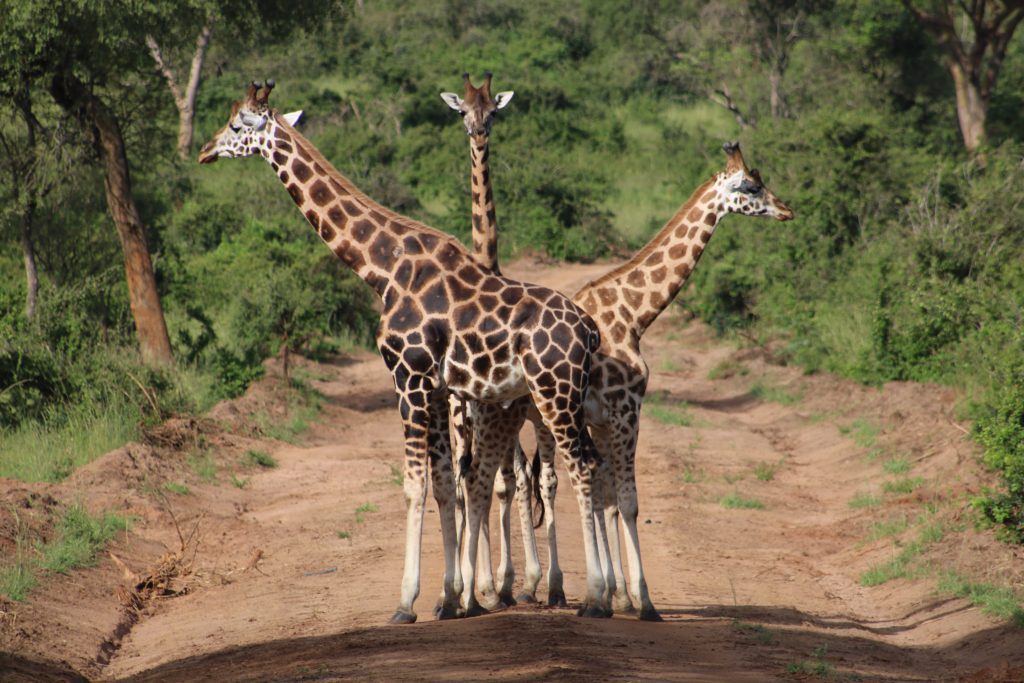 girafe-safari
