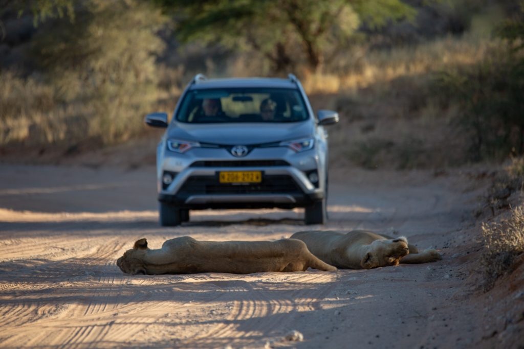 self-drive-safari