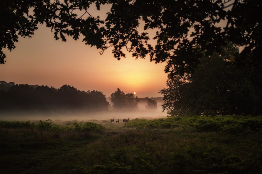 sunrise-safari