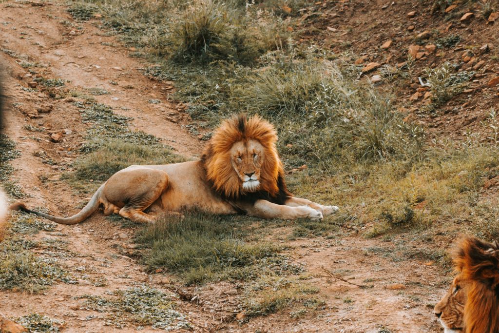lion-big5