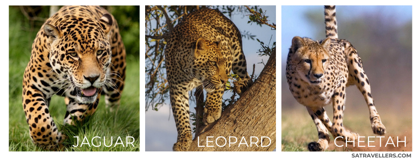 The difference between leopard, cheetah and jaguar explained