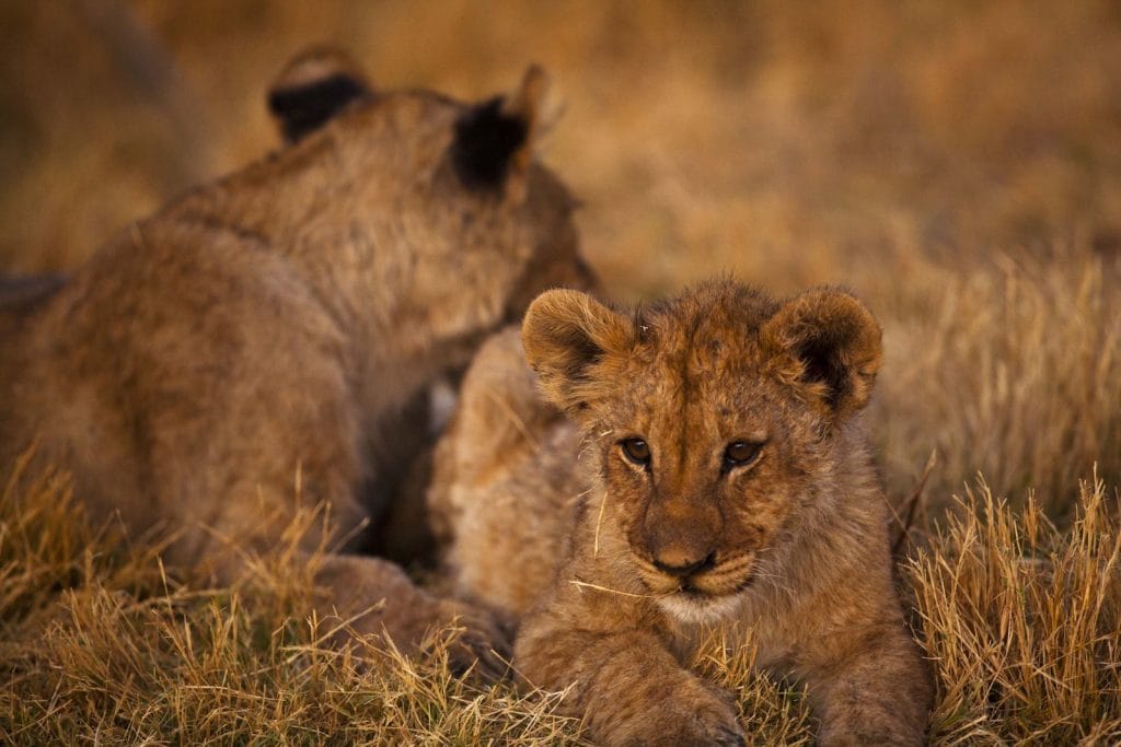 Lionceau allongé dans les herbes sèches de la savane