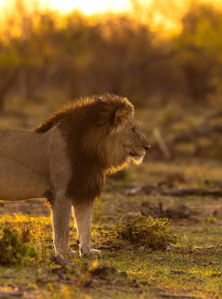 Voyage en famille Afrique du Sud entre safaris & plages