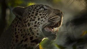 Our travellers’ stories: in the footsteps of the Big Five