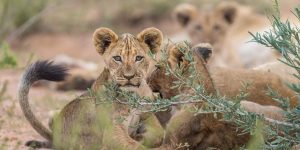 Big Five Safari in South Africa: insider tips for an unforgettable experience