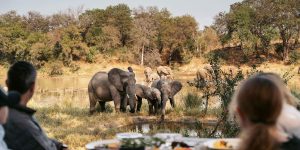 Family trip to South Africa: expert advice for a smooth and inspiring stay