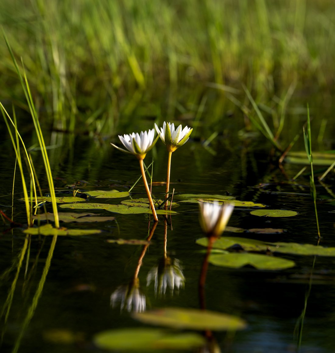 Nénuphars dans le delta de l'Okavango